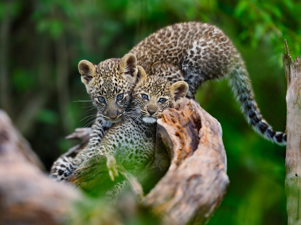 Leopard,Cubs,Playing,On,A,Dry,Tree,In,Masai,Mara,